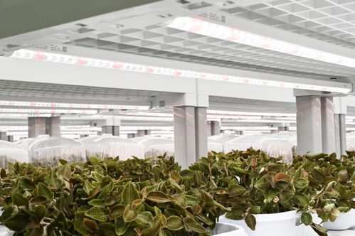 金线莲的功效、价值与技术开发前景